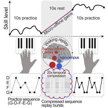 Neural replay and learning in humans